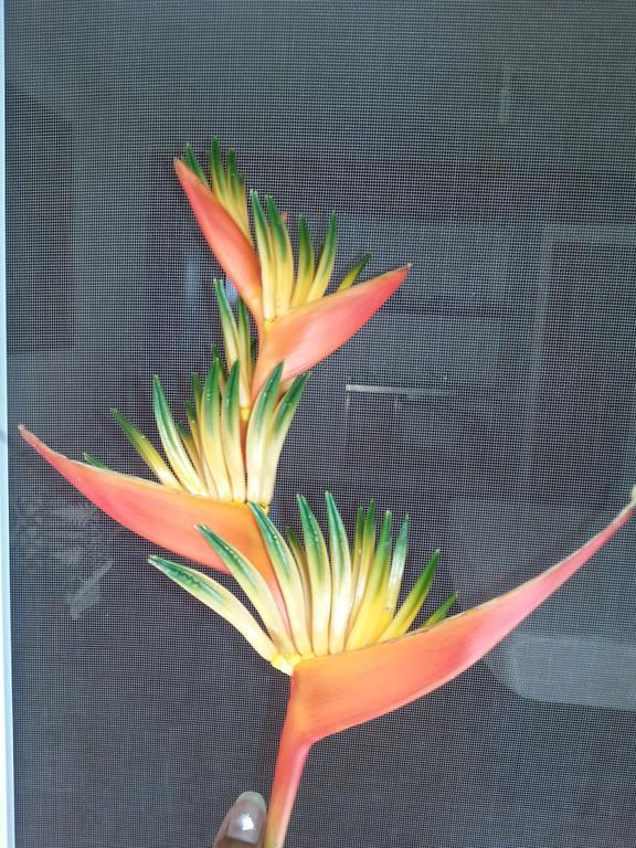 Gecko Lodge Fiji Savusavu Bagian luar foto