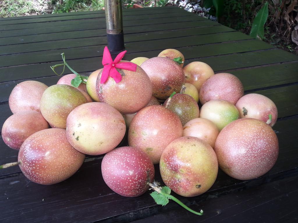 Gecko Lodge Fiji Savusavu Bagian luar foto
